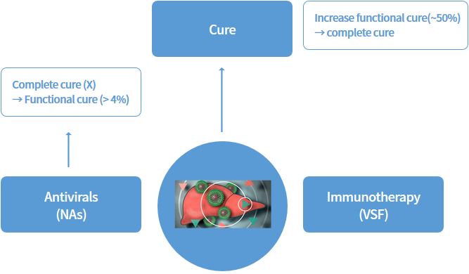 hbv image