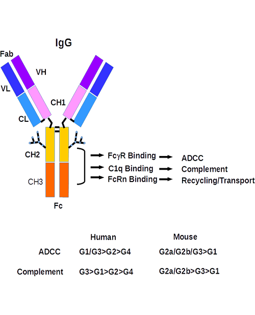 Burfiralimab image